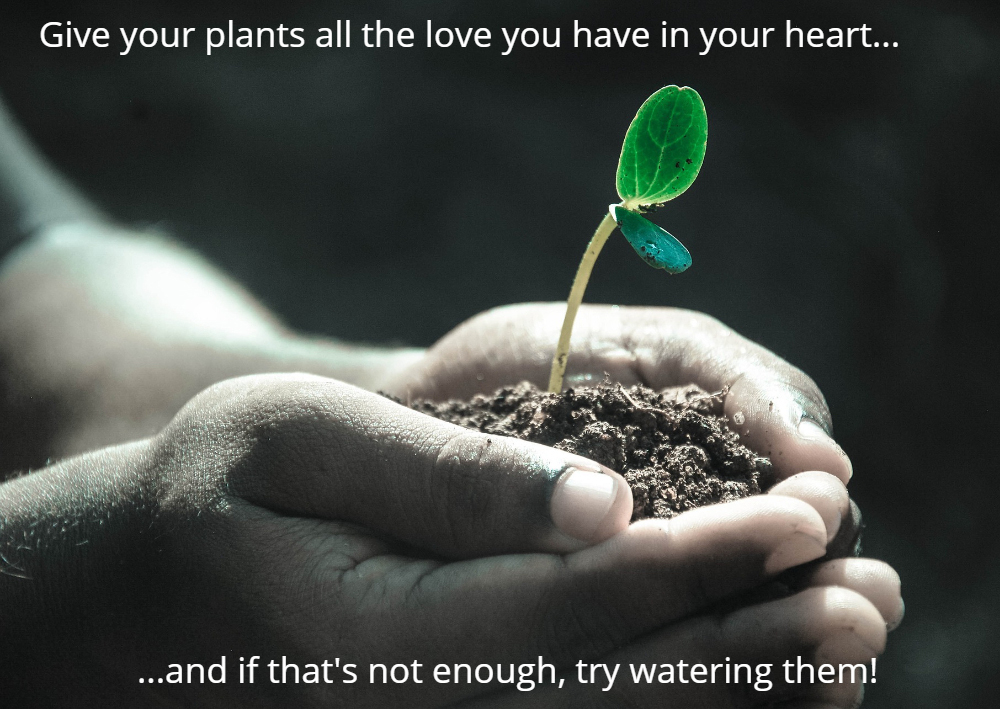 Meme: Give your plants all the love you have in your heart...and if that's not enough, try watering them!